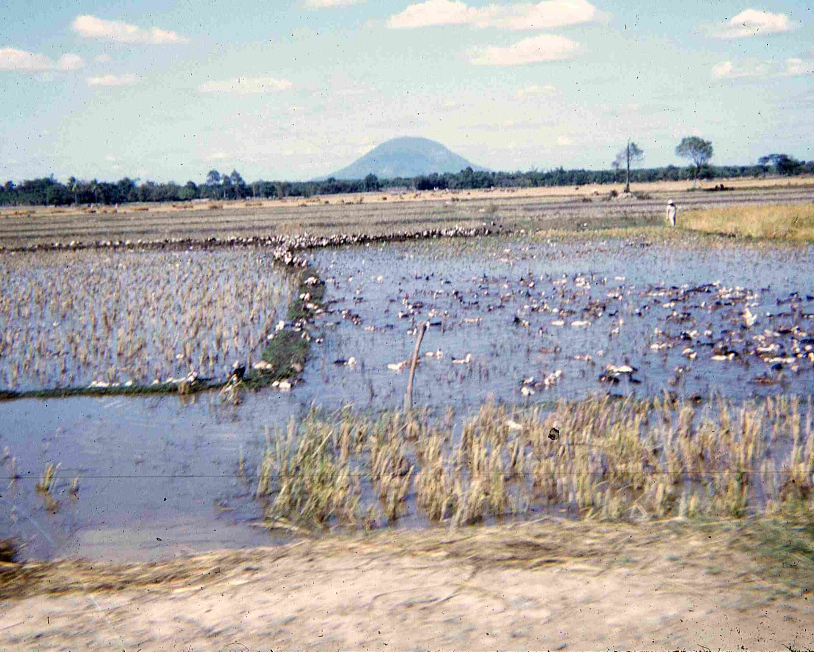 Ducks Along Convoy 12-66