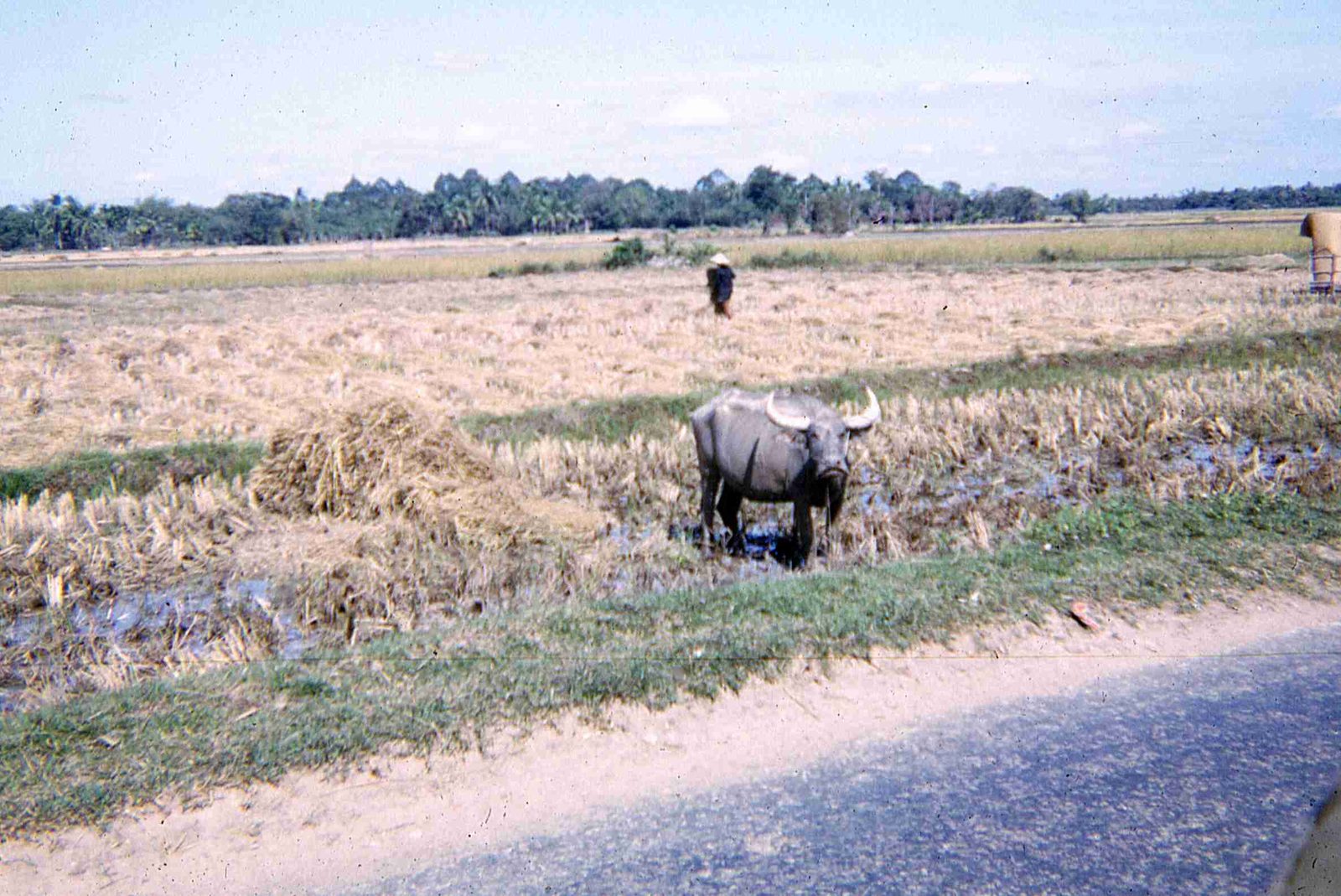 Water Buffalo Along Convoy 12-66