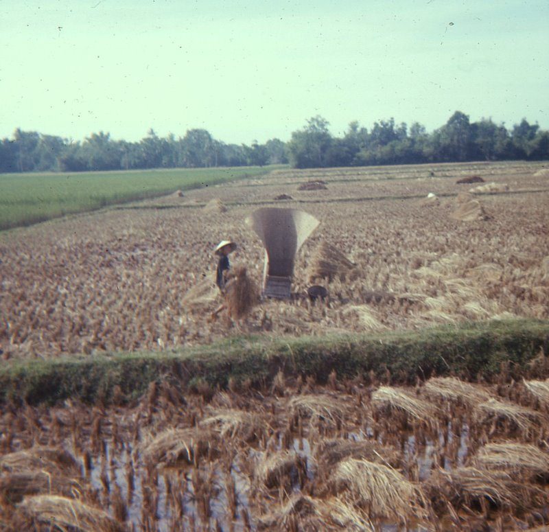 Harvesting Rice